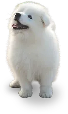 Download your Free Dog Walking Guide