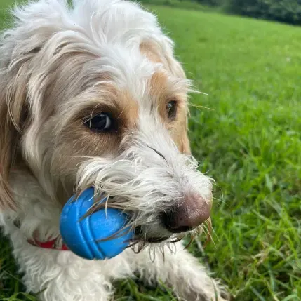 Happy Pawsome client Keanu