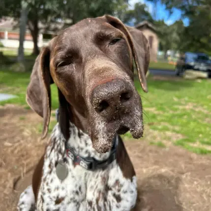 Happy Pawsome client Ziggy