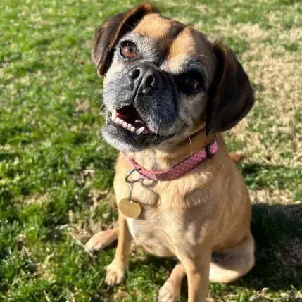 Happy Pawsome client Nickola