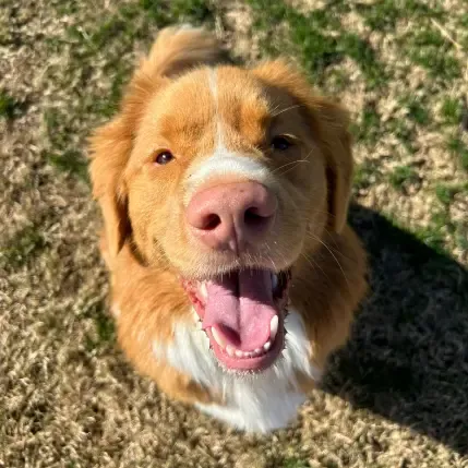 Happy Pawsome client Whiskey