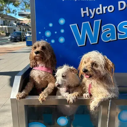 Happy Pawsome clients Indie, Bonnie and Roxy