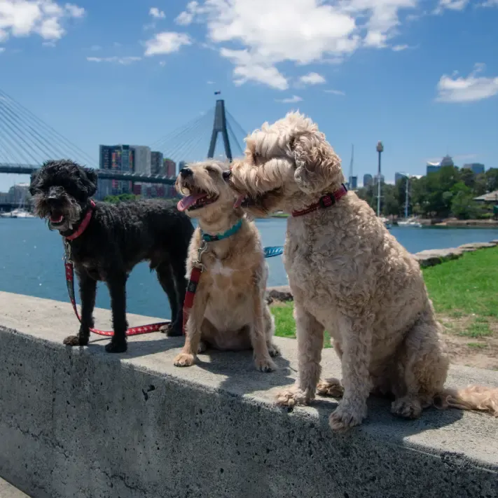 Active Field Daycare