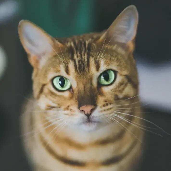In-Home Pet Visits