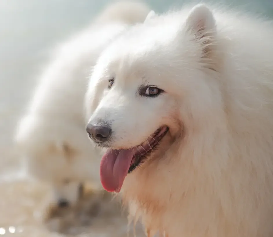 Pawsome is proud to provide Group Dog Walking and Active Field Daycare in Inner West Sydney