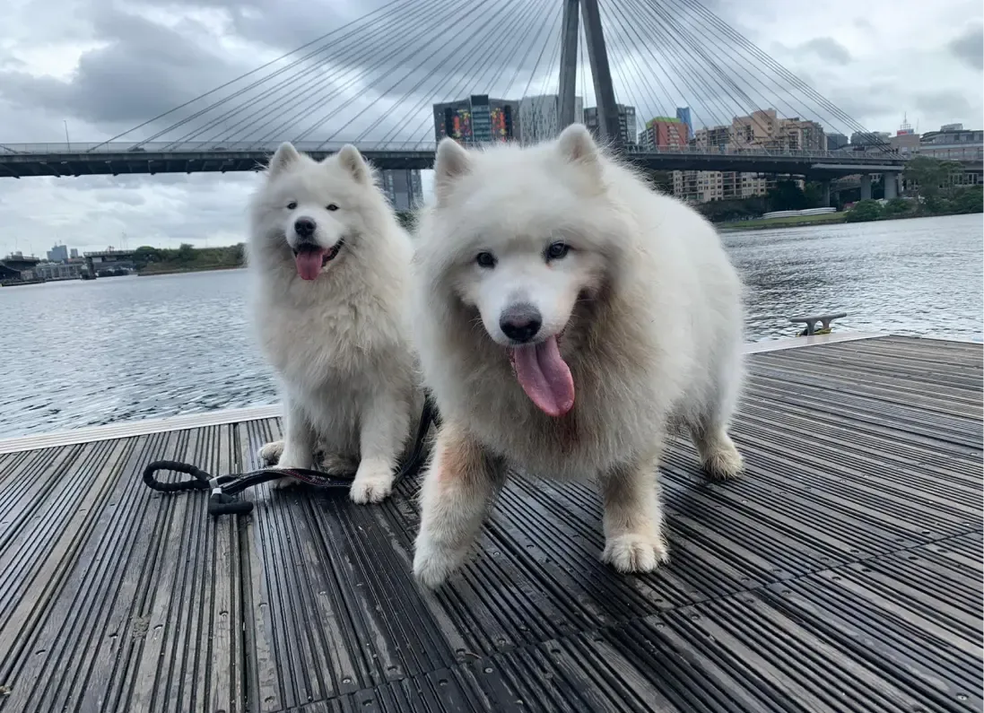 Sign up to Pawsome's newsletter