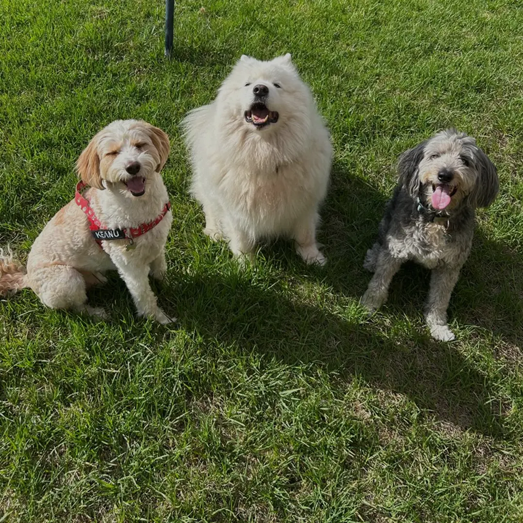 Active Field Daycare at Pawsome