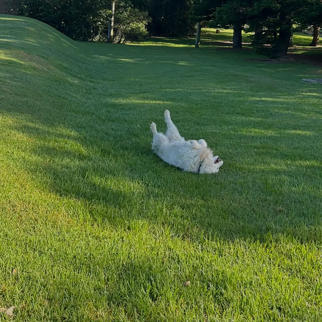 Happy pooches at Active Field Daycare
