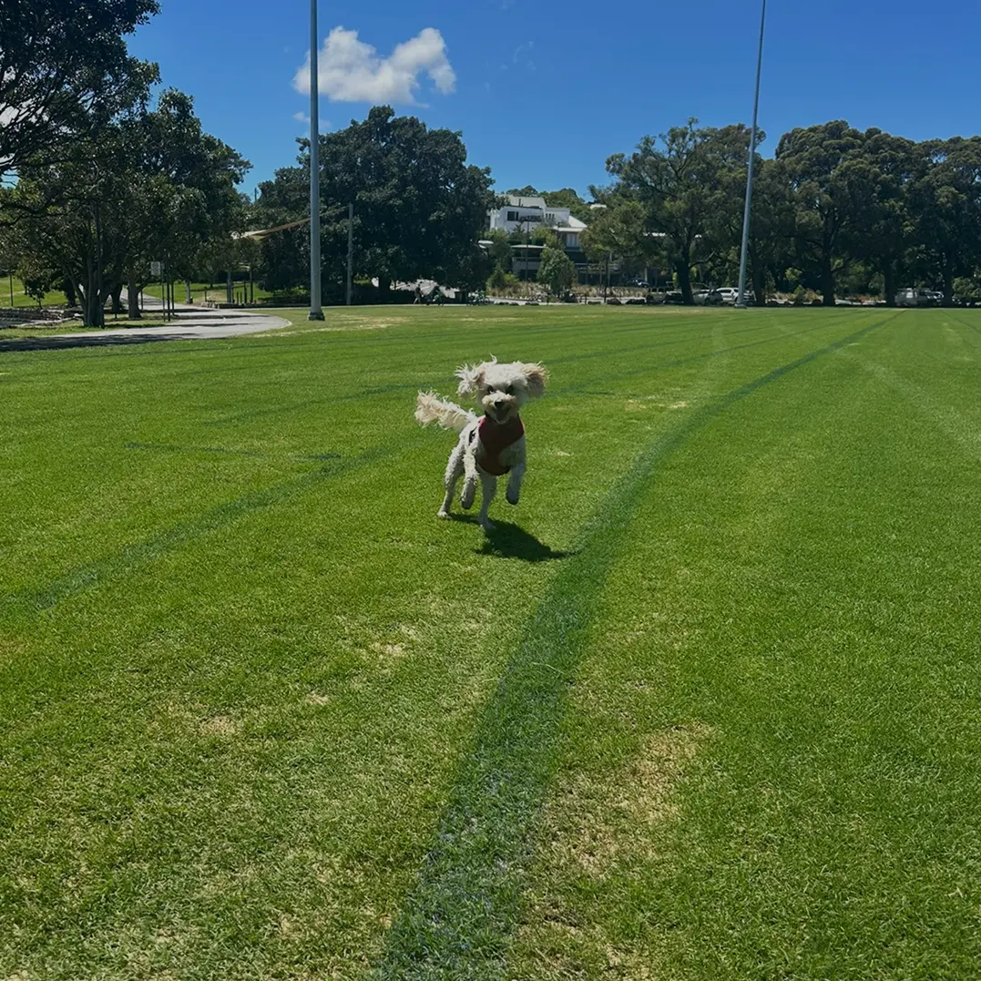 Pawsome Active Field Daycare Inner West Sydney