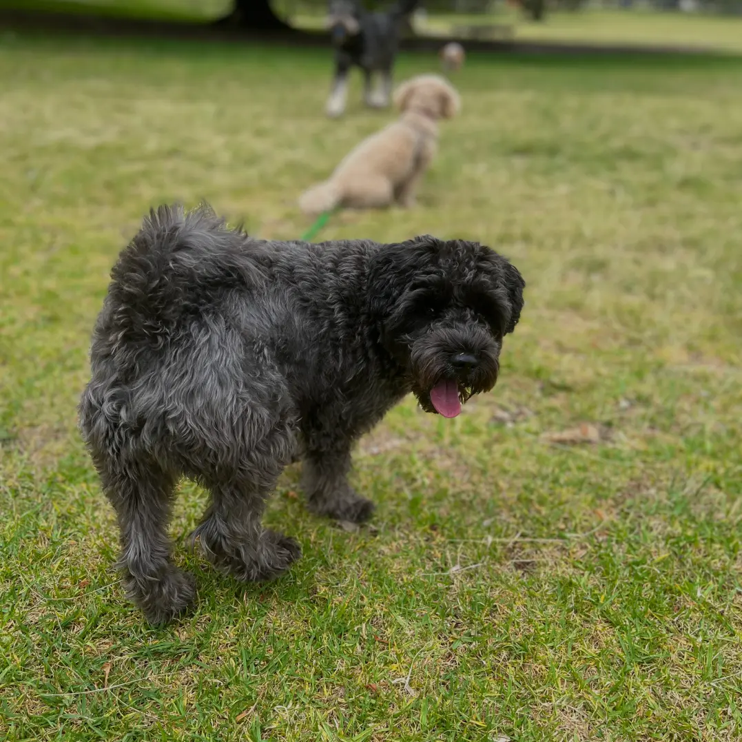 Group Dog Walking with Pawsome