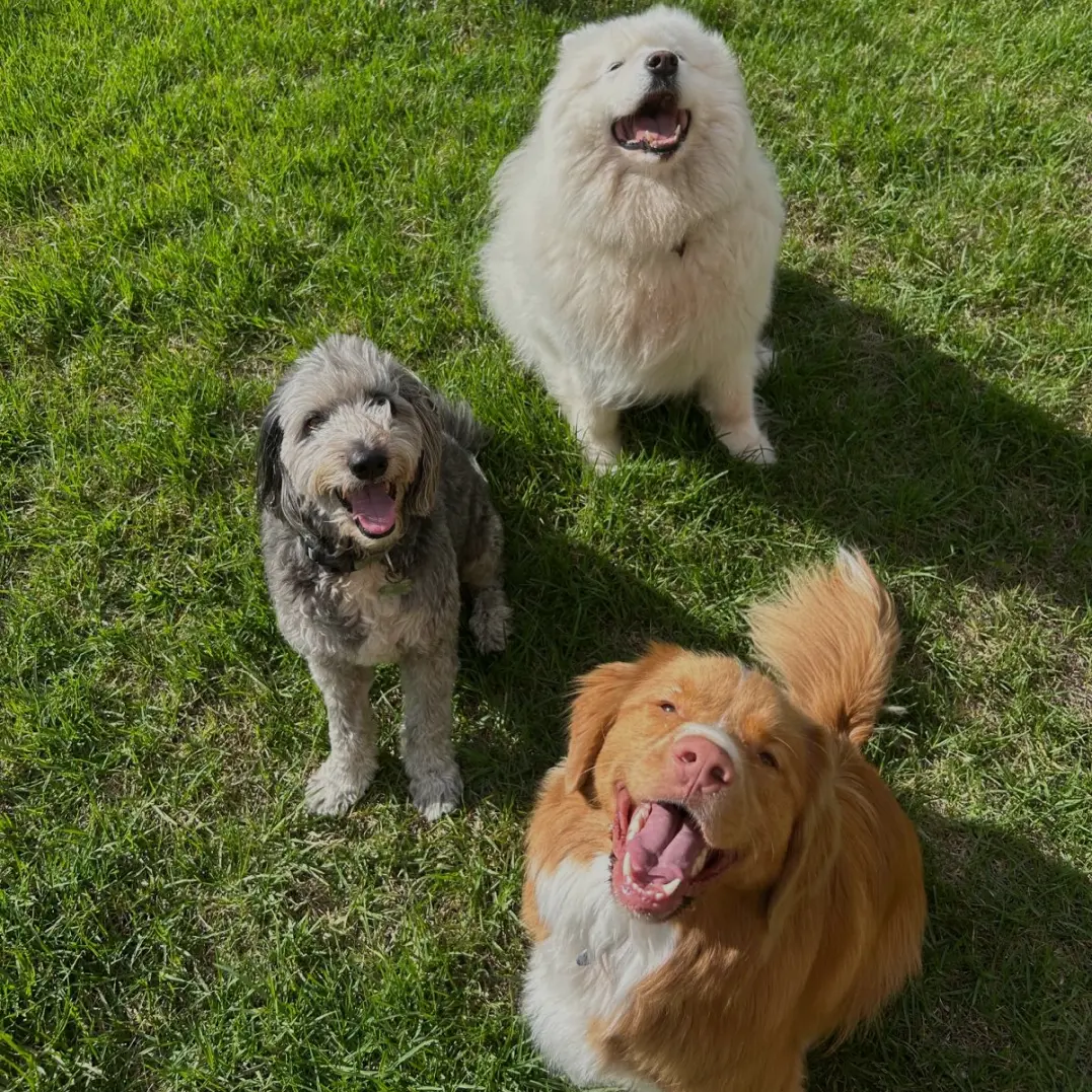 Happy dogs at Pawsome Group Dog Walking