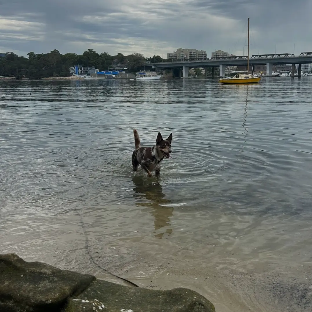 A refreshing dip with Pawsome Group Dog Walking