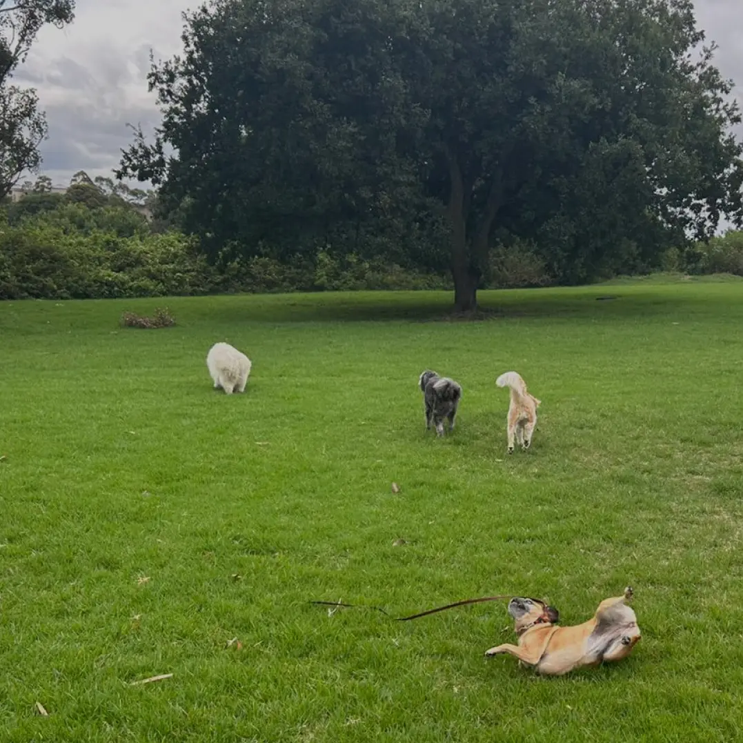 Pawsome Group Dog Walking Inner West Sydney