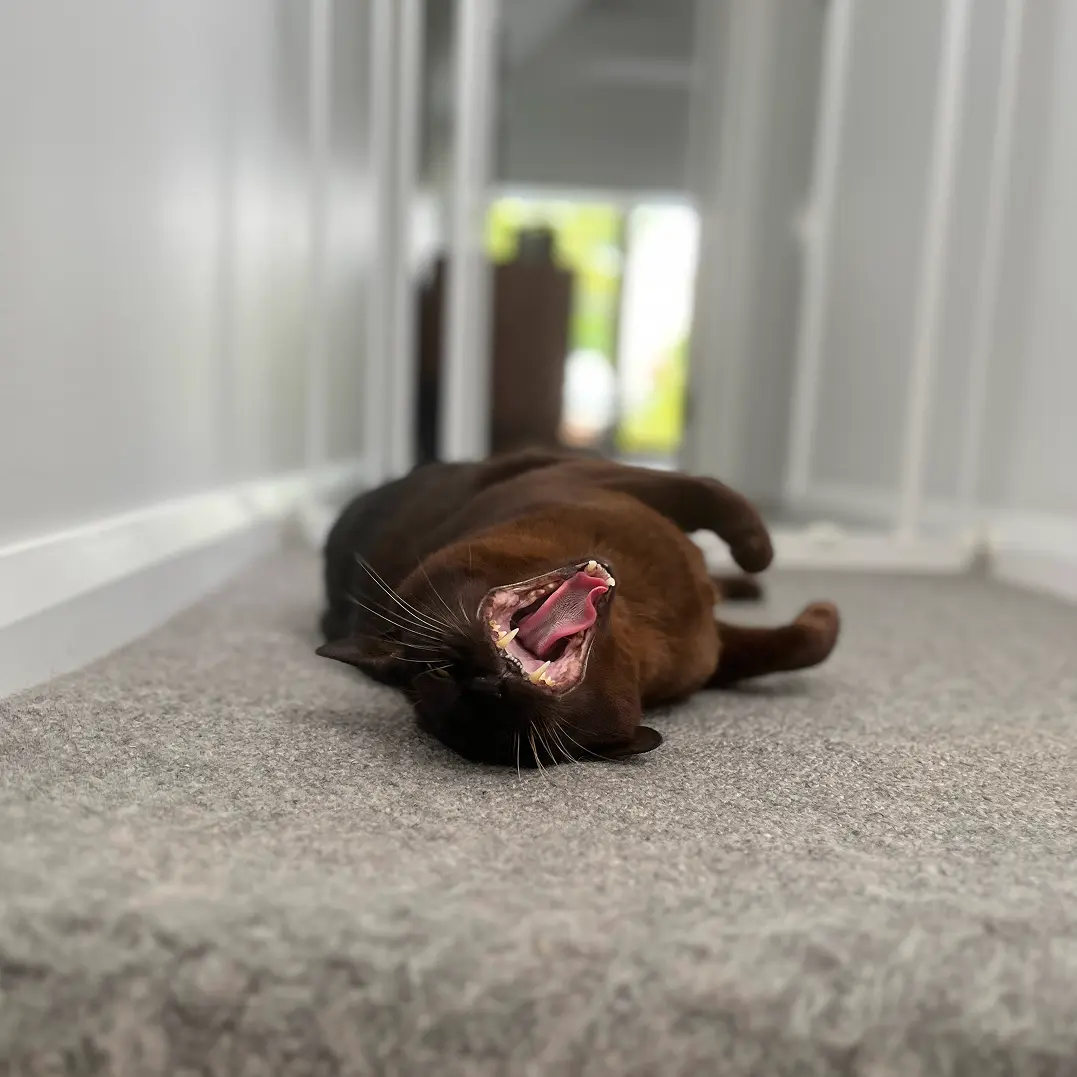 In-Home Pet Visits with Pawsome