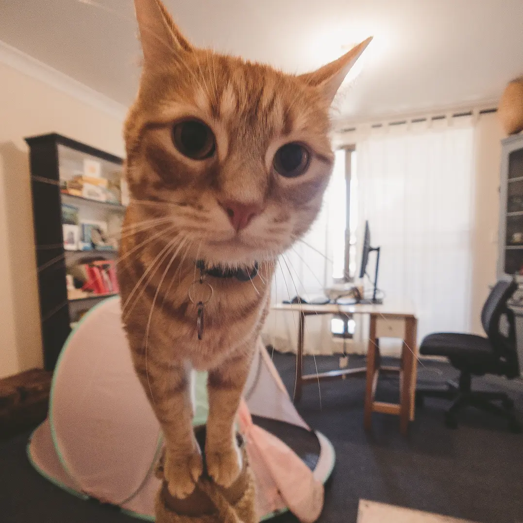 At home with Pawsome In-Home Pet Visits