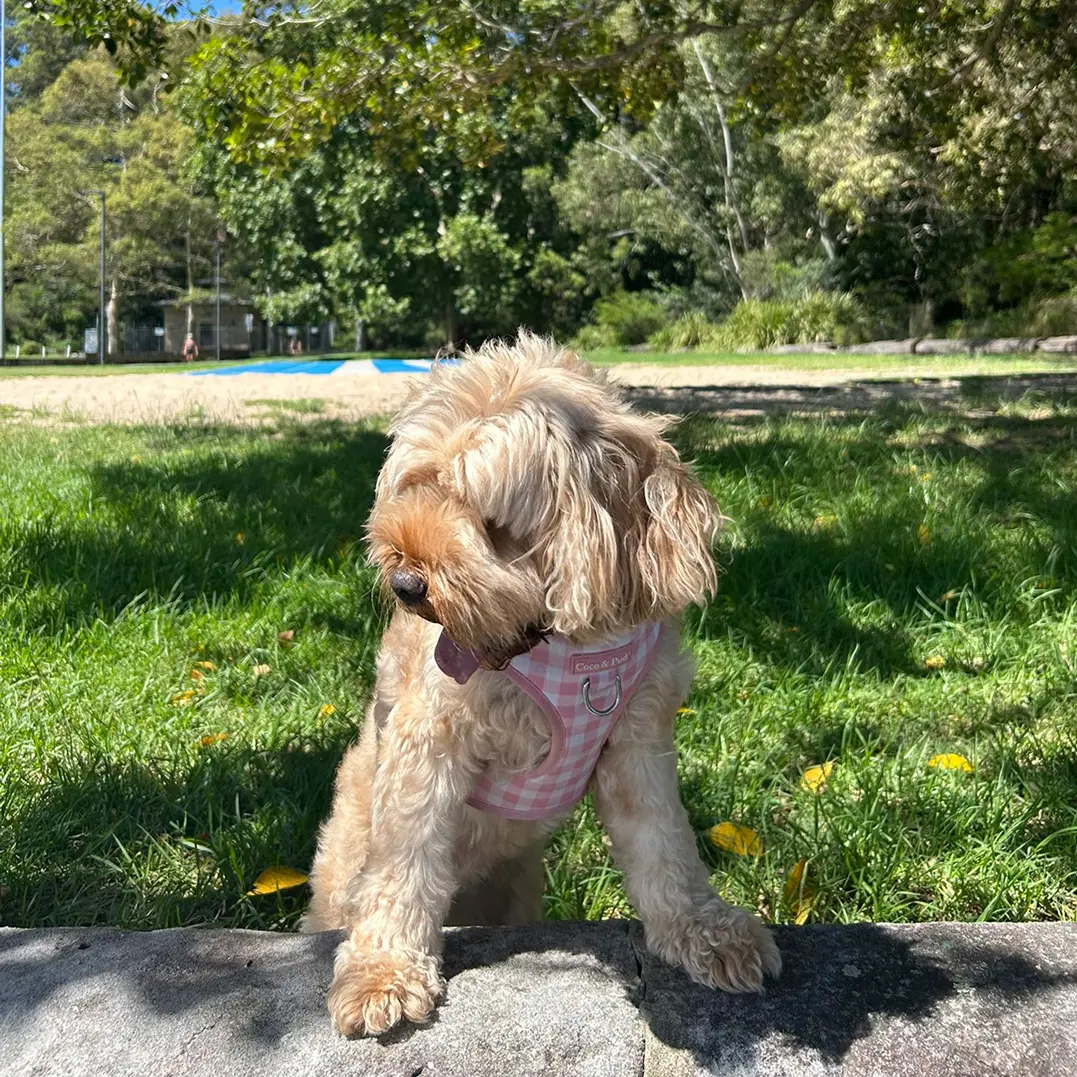 Pawsome In-Home Pet Visits Inner West Sydney