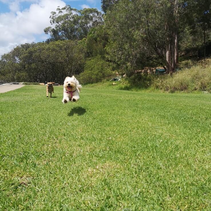 Dog Walking in Sydney