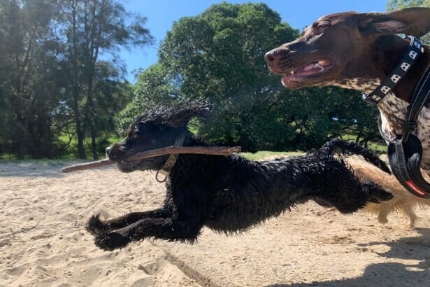 Dog Walking in Sydney