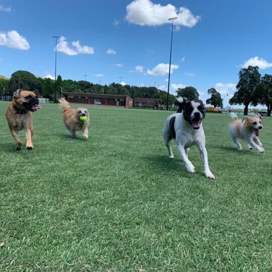 Dog Walking In Sydney