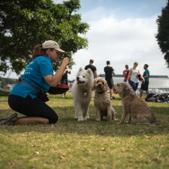 Private Dog Obedience in Sydney