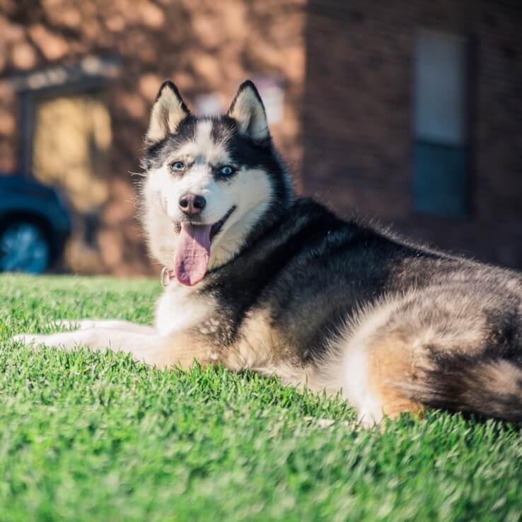 Private Dog Obedience in Sydney